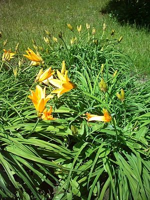 Hemerocallis Middendorffii