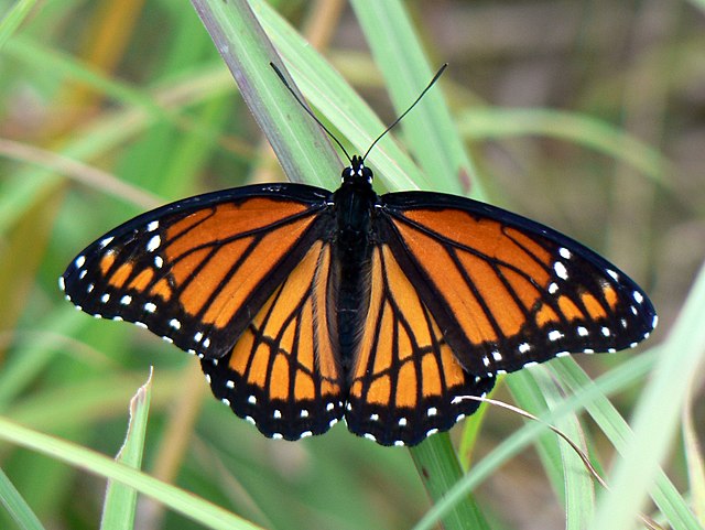 Tricky Species: Blue Jays, Killdeer, Viceroy Butterflies