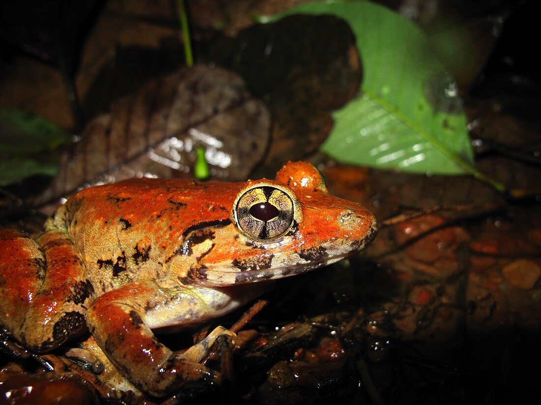 Blyth's river frog