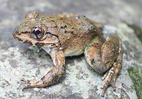 Limnonectes macrocephalus