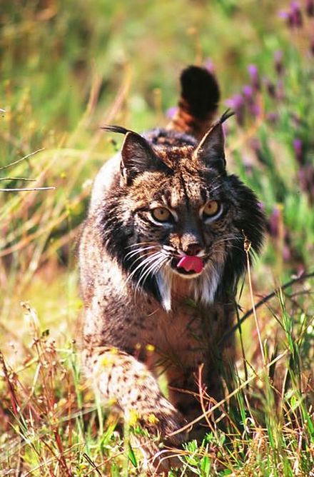 An Iberian lynx