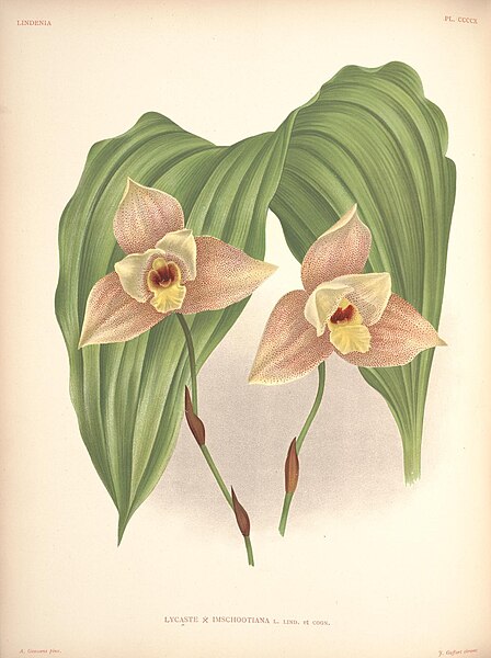 File:Lindenia - Iconographie des Orchidees - plate 410.jpg