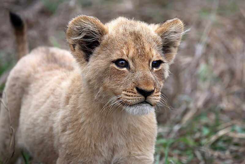 File:Lion cubs (51714365032).jpg