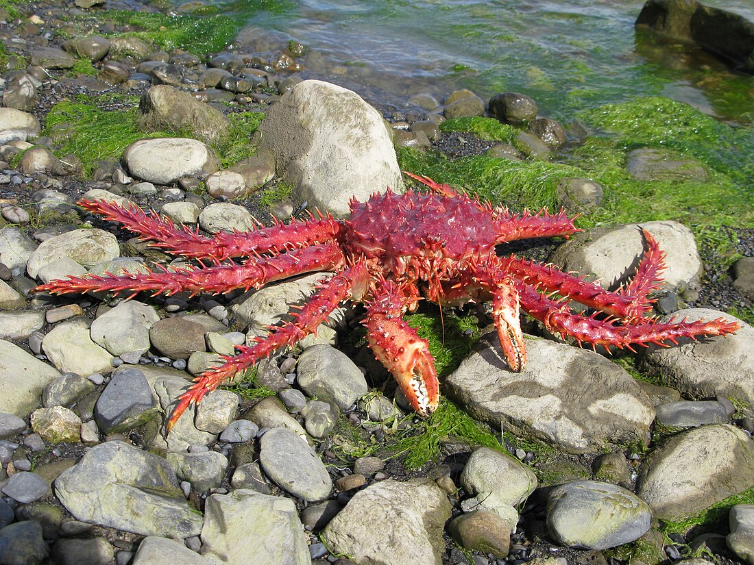 Lithodes santolla