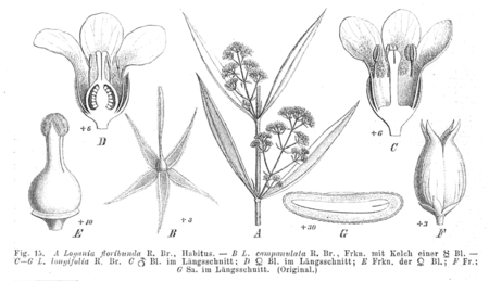 Logania spp EP-IV2-015.png