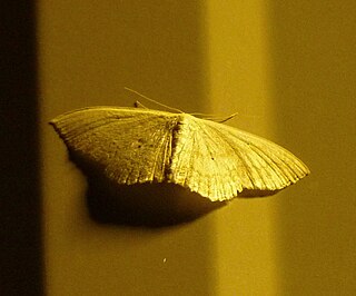 <i>Lomographa glomeraria</i> Species of moth