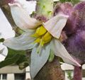 Solanum quitoense-blomst