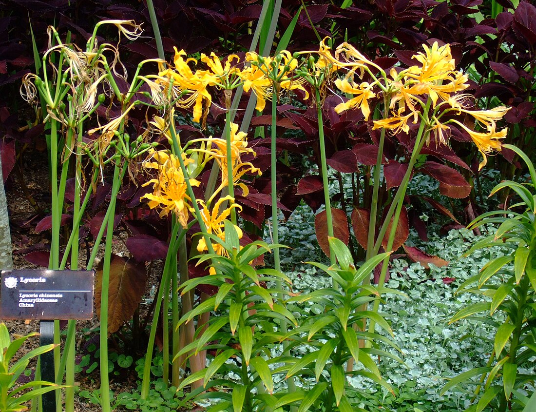 Lycoris chinensis