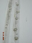 Lynx pardinus tracks 20060129.jpg