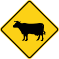 Cattle