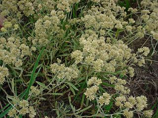 <i>Achyrocline satureioides</i> Species of flowering plant