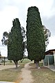 English: Pine trees planted to commemorate the coronation of Queen Elizabeth II in Maclagan, Queensland