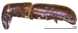 Driftwood weevil, Macrorhyncolus littoralis Macrorhyncolus littoralis lateral.jpg