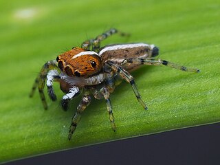 <i>Maeota</i> Genus of spiders