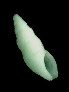 <i>Maesiella</i> Genus of gastropods