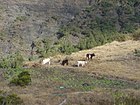 Mafate cattle dsc00644.jpg