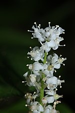 Miniatura para Maianthemum dilatatum