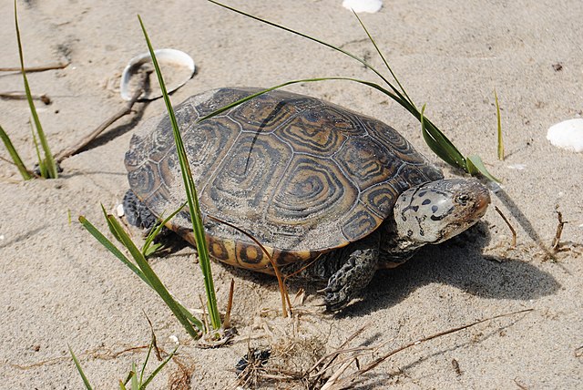 Diamondback terrapins (Malaclemys terrapin) are the only aquatic turtles to reside in brackish water, which makes the Long Island Sound estuary a spec