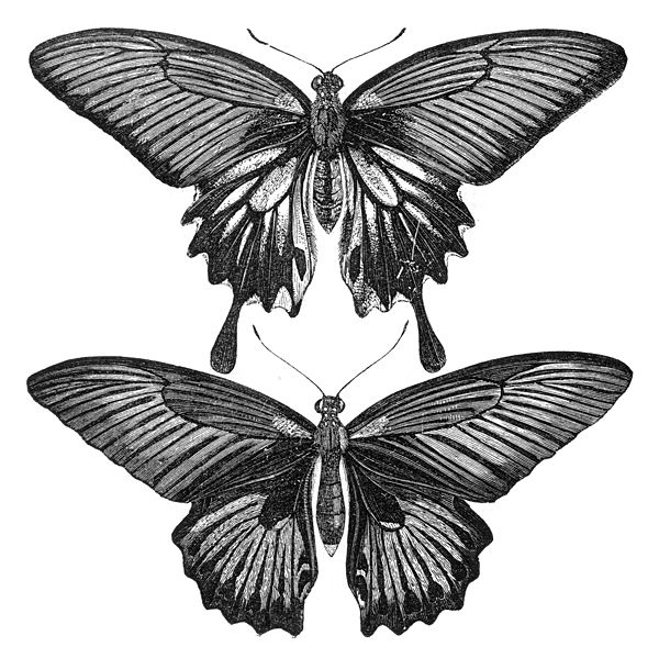 File:Malay Archipelago Females of Papilio memnon.jpg