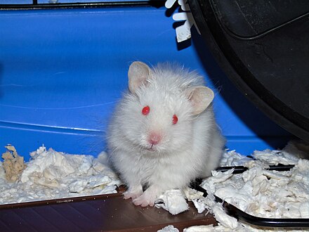 black and white syrian hamster