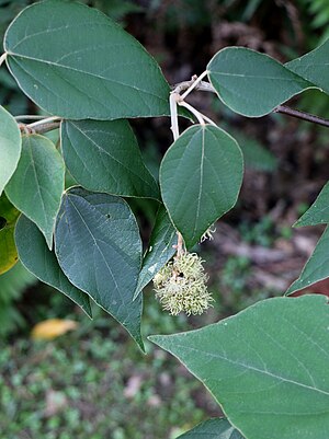 Mallotus mollissimus in flower.jpg