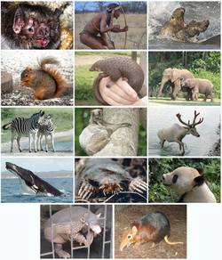 Mammal Diversity (Placentalia).png