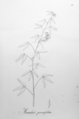 Manihot pronifolia