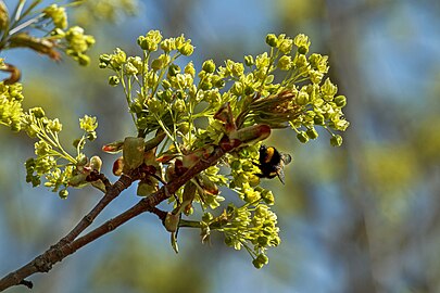 Maple flowers in Tuntorp