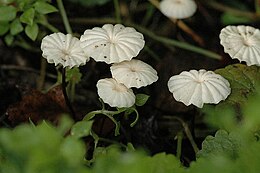 Marasmius rotula