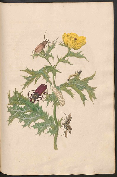 File:Maria Sibylla Merian-Metamorphosis-Uni bib Utrecht MAG AB 352 Rariora 24.jpg