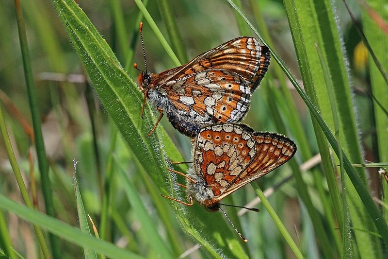 File:Marsh fritillaries (Euphydryas aurinia) mating 2.jpg