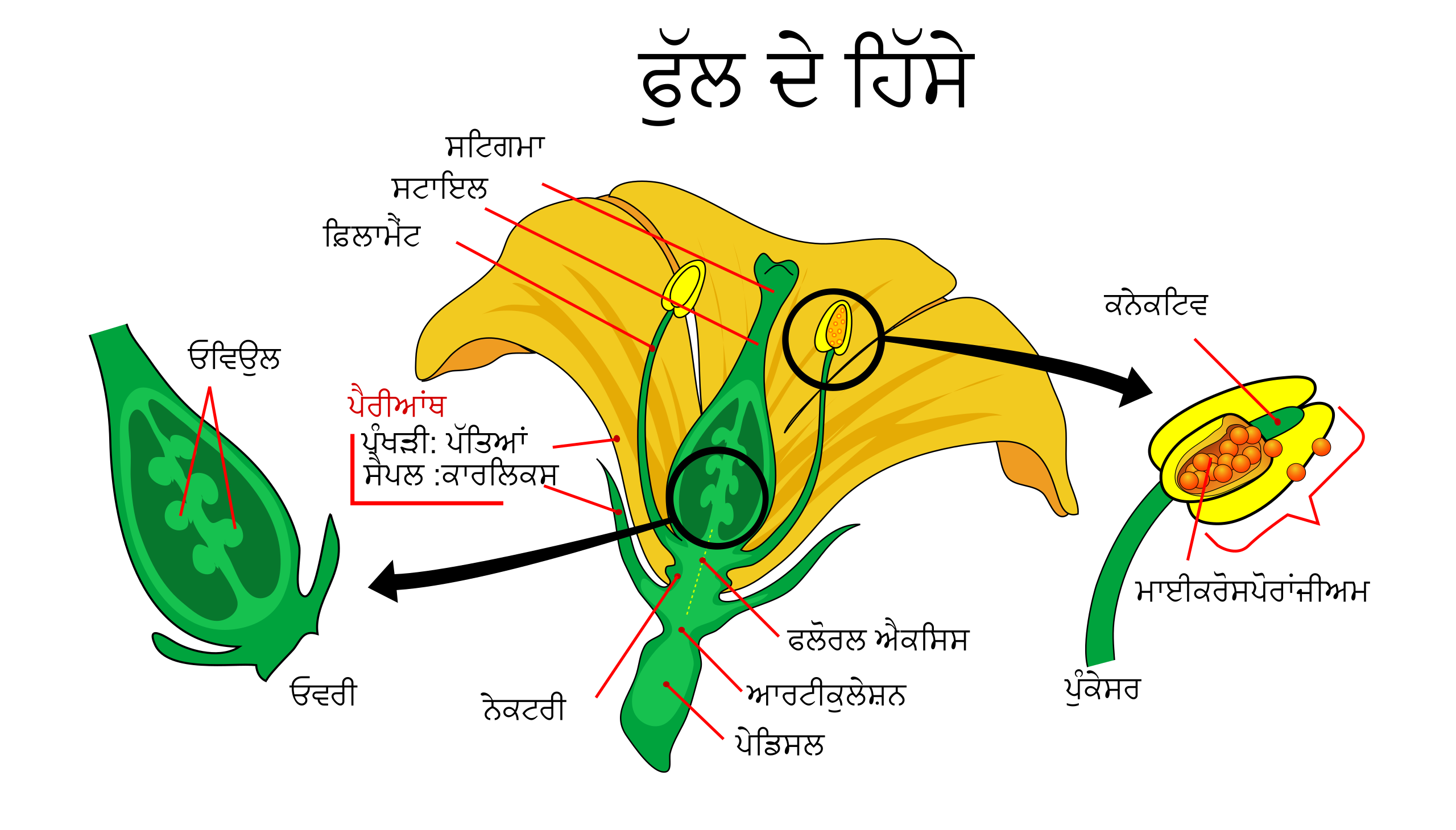 Diagram of the Parts of a Flower