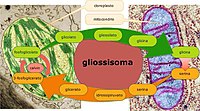 Meccanismi metabolici tra perossisomi, gliossisomi e cloroplasto..jpg