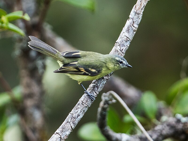 File:Mecocerculus minor - Sulphur-bellied Tyrannulet (cropped).jpg