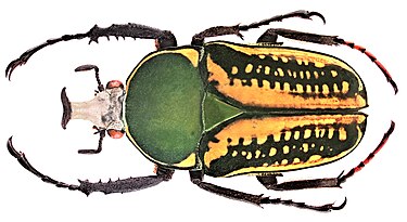 Mecynorhina harrisi harrisi Megalorhina harrisi harrisi Westwood, 1847 (3251082004).jpg