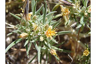 <i>Mentzelia torreyi</i> Species of flowering plant