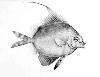 <i>Metavelifer multiradiatus</i> Species of fish