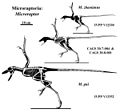 Reconstitution d'un squelette de Microraptor.