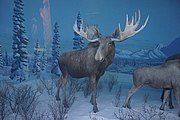 Spruce Forest Dwellers: Moose