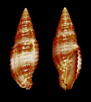 <i>Pseudonebularia lienardi</i> Species of gastropod