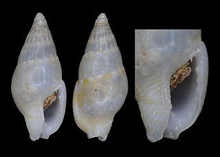 <i>Mitrella jayi</i> Species of gastropod