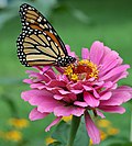 Thumbnail for File:Monarch Butterfly Pink Zinnia 1800px.jpg