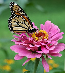 Flower and butterfly