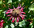 Monarda didyma