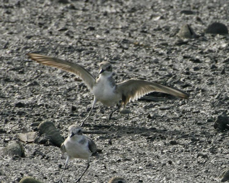 File:Mongolian Plover (Charadrius mongolus) 2.jpg