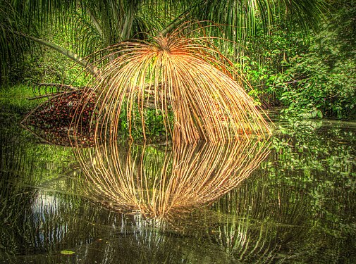 A dry leaf of a Moriche Palm, reflected in the water of a swamp of Equador.