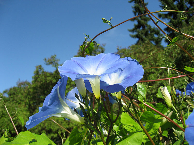 File:Morning glory 2.jpg