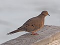 Mourning Dove - Zenaida macroura, Occoquan Bay National Wildlife Refuge, Woodbridge, Virginia (28233586289).jpg