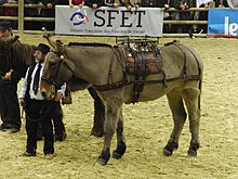 A Poitevin mule Mule-poitevine SDA2013.JPG