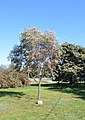 English: Memorial tree at Christ Church Anglican church at Murchison, Victoria